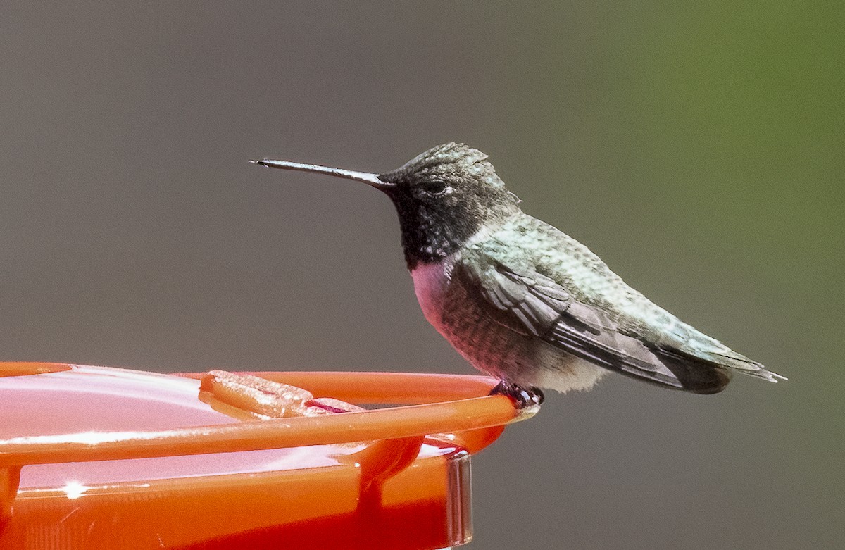 Black-chinned Hummingbird - Louisa Evers