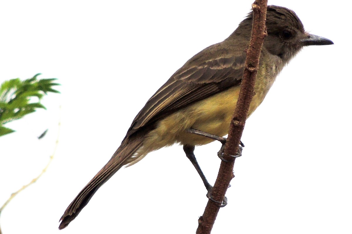 Short-crested Flycatcher - Licinio Garrido Hoyos