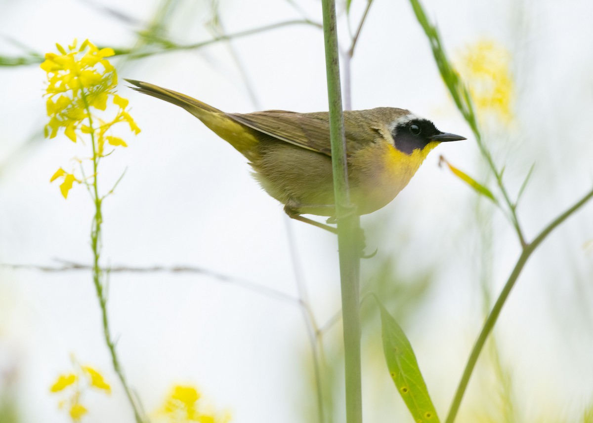 Common Yellowthroat - Sue Cook