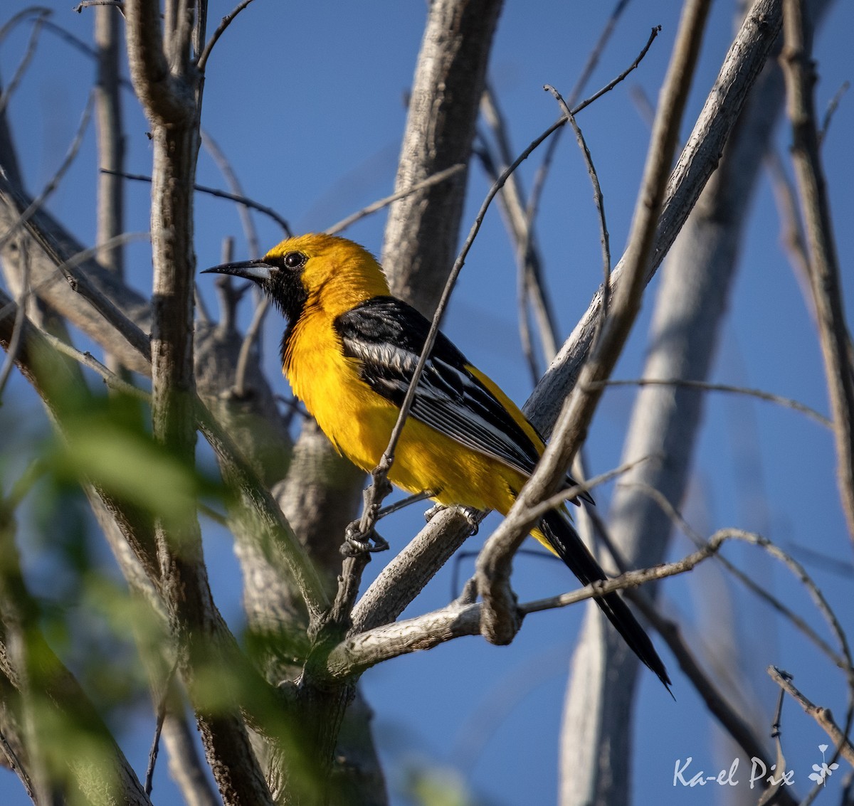 Hooded Oriole - Ka-eL Dino