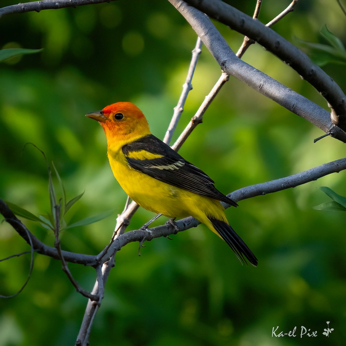 Western Tanager - Ka-eL Dino