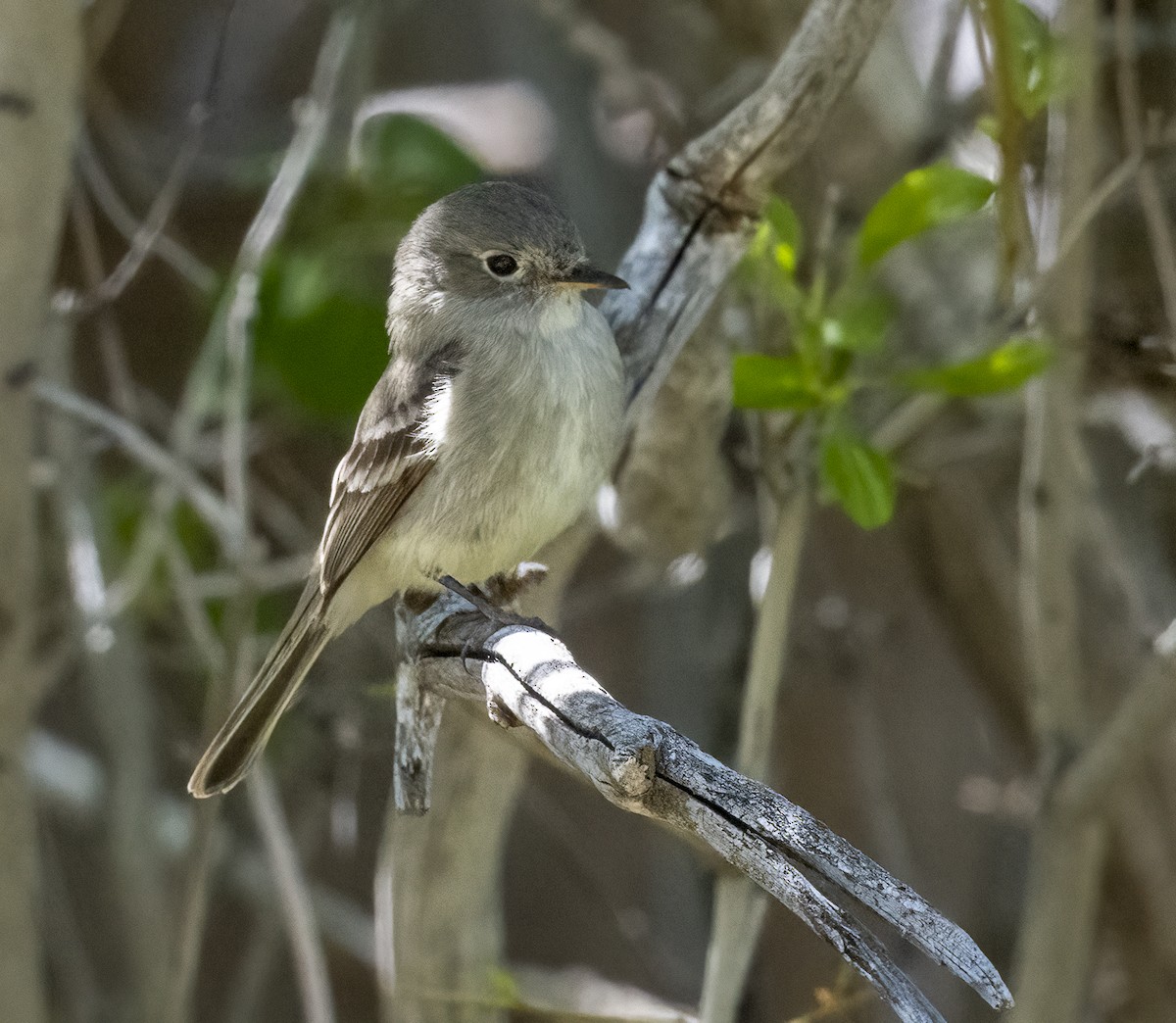 Gray Flycatcher - Louisa Evers