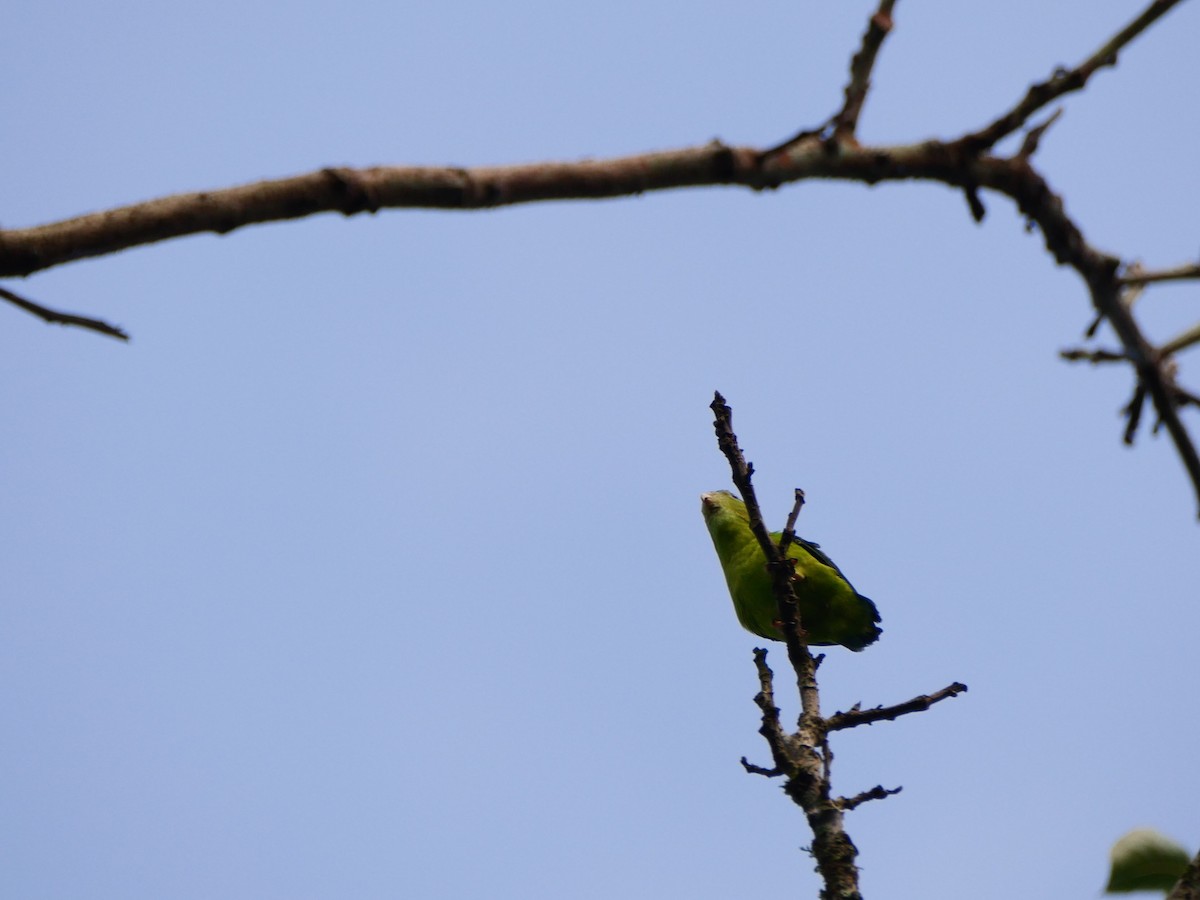 Vernal Hanging-Parrot - ML619474439