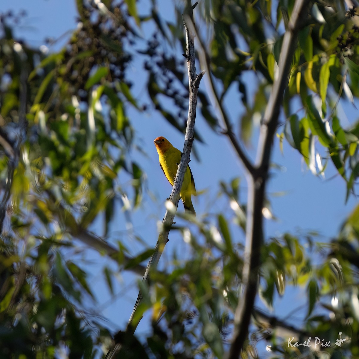 Western Tanager - Ka-eL Dino