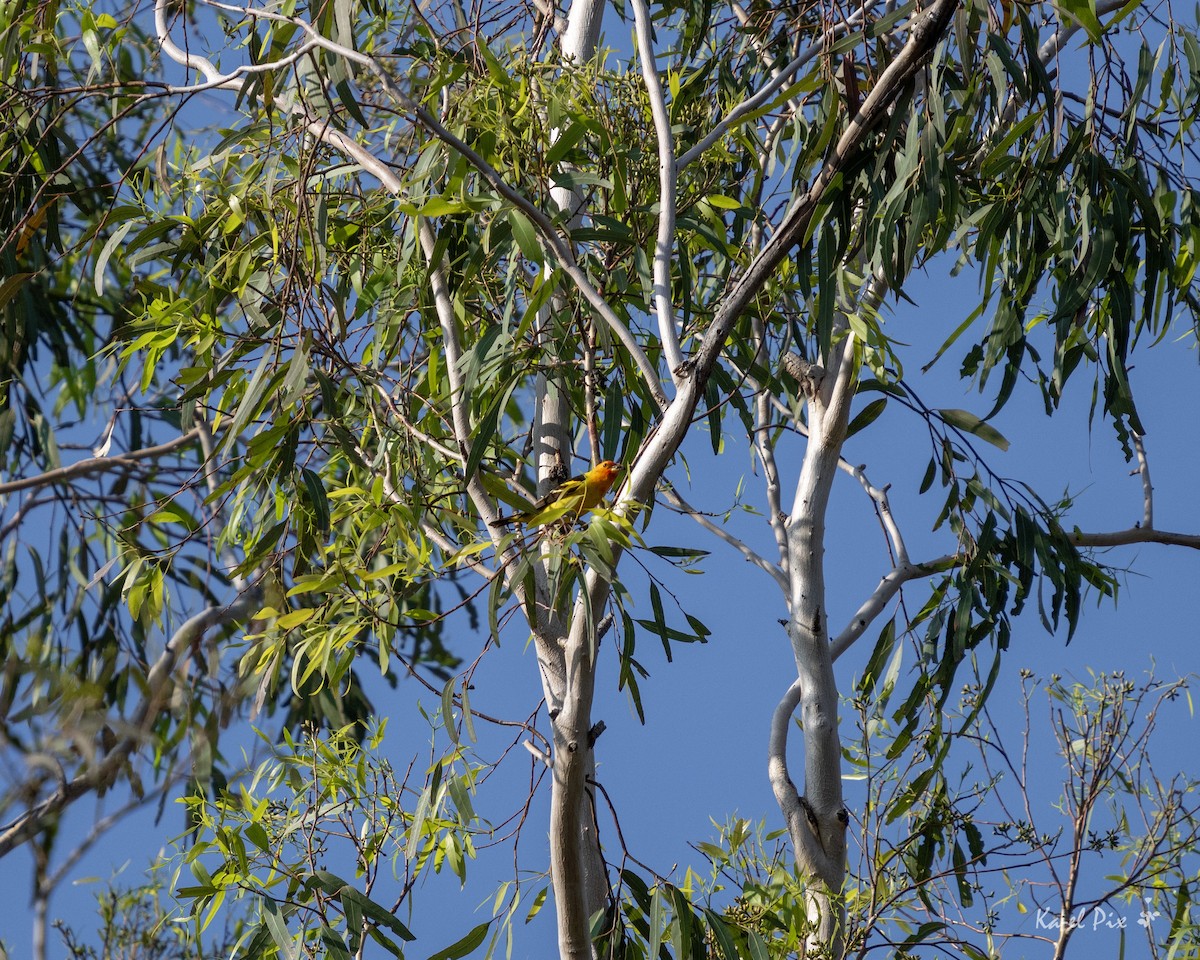 Western Tanager - Ka-eL Dino