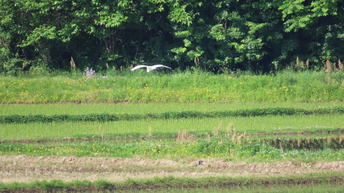 Great Egret - YUKIKO ISHIKAWA