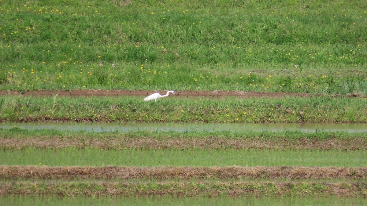 Great Egret - YUKIKO ISHIKAWA