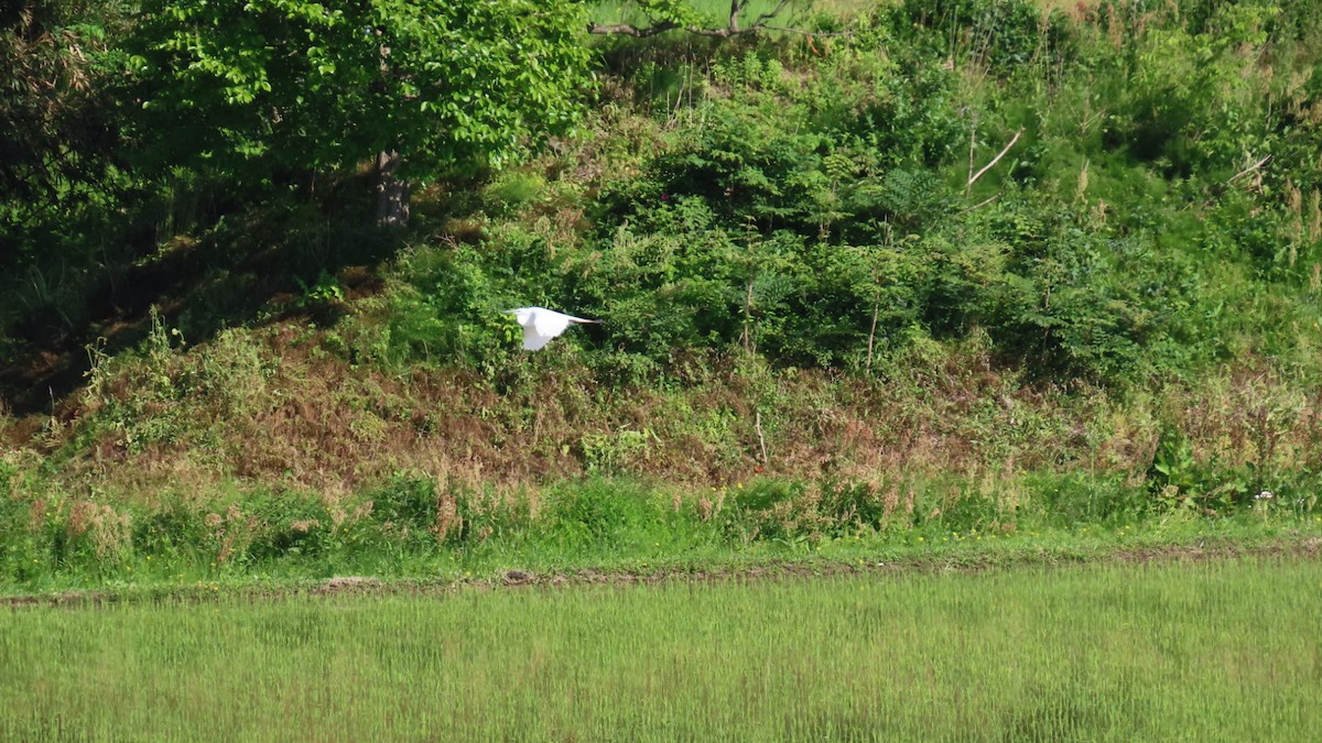 Great Egret - YUKIKO ISHIKAWA