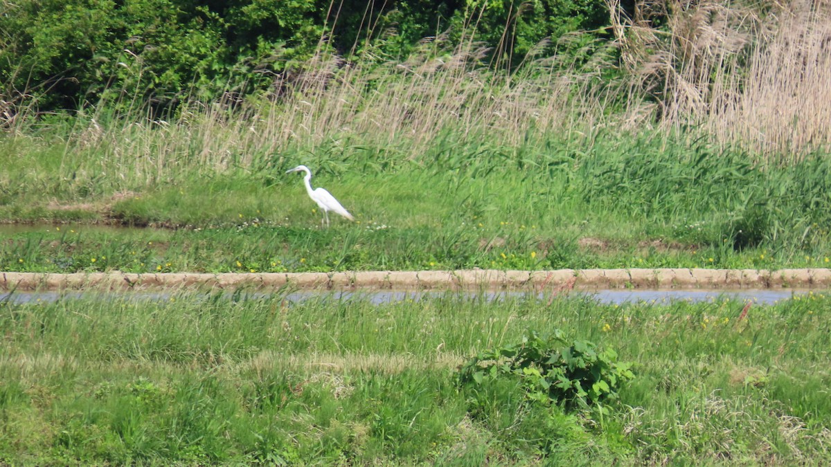 Great Egret - YUKIKO ISHIKAWA