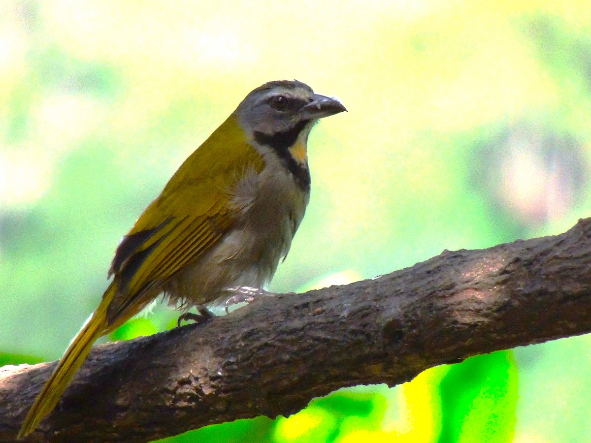 Buff-throated Saltator - Roger Lambert