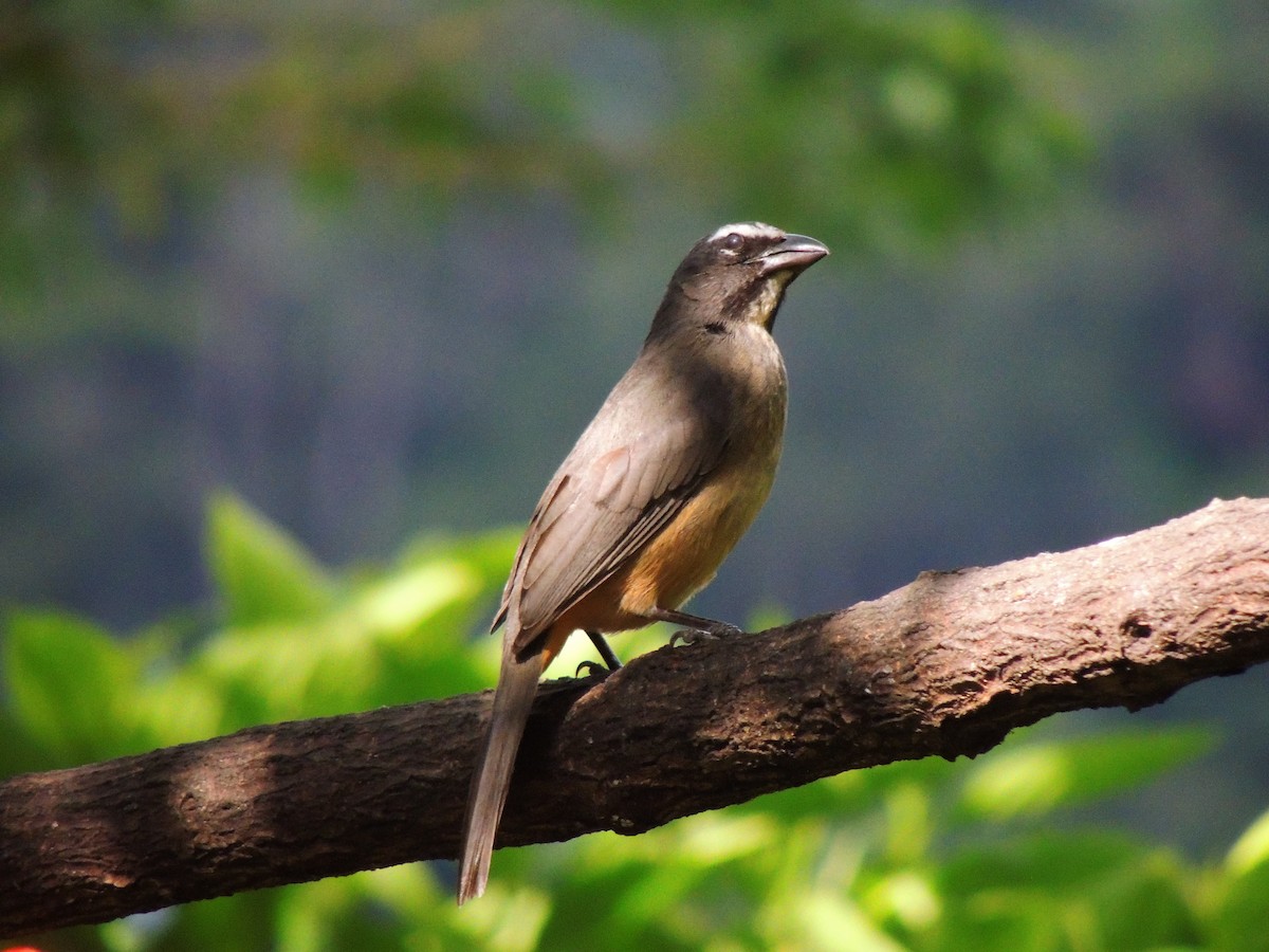 Buff-throated Saltator - Roger Lambert