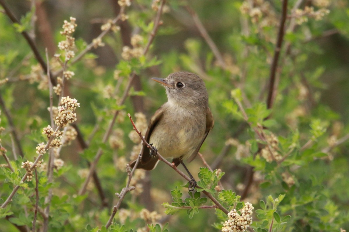 Dusky Flycatcher - Jesse Pline