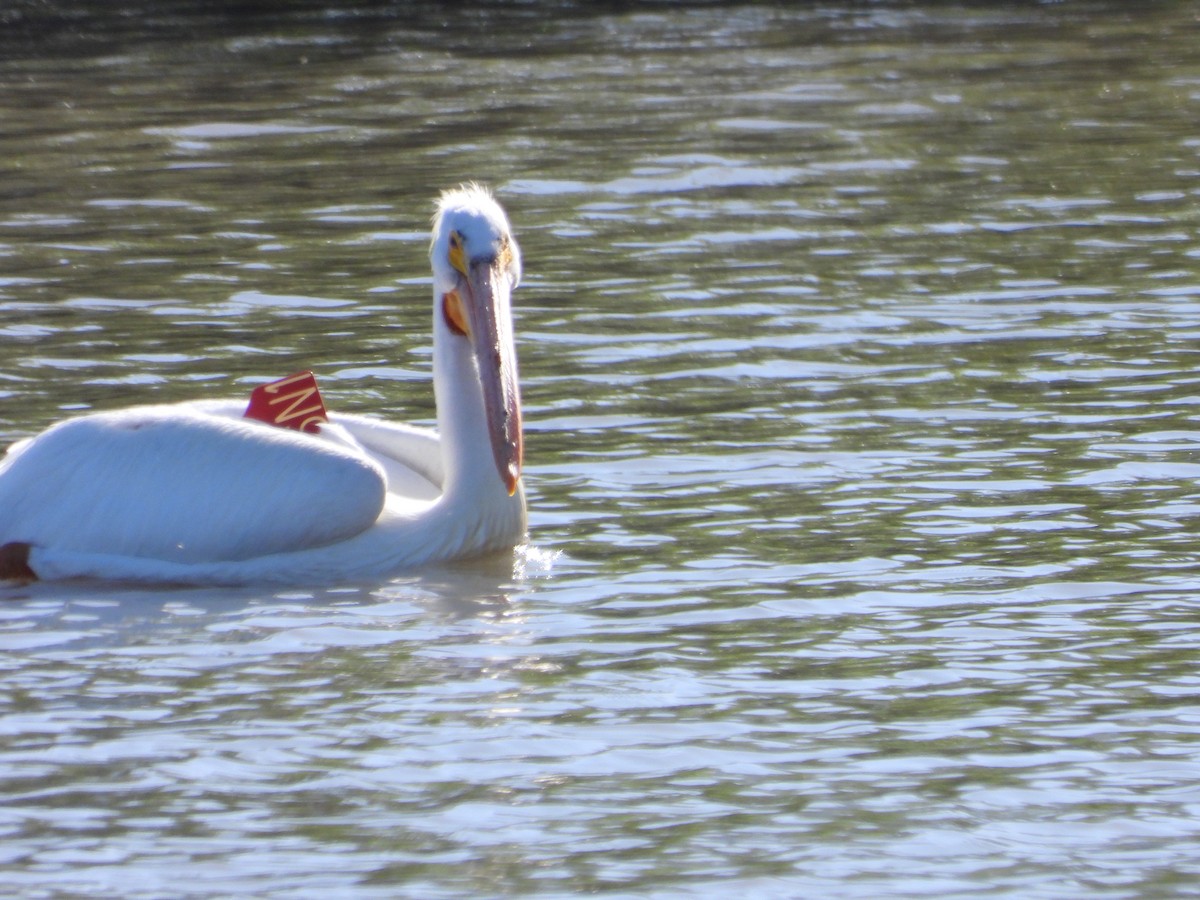 American White Pelican - Troy Johnson