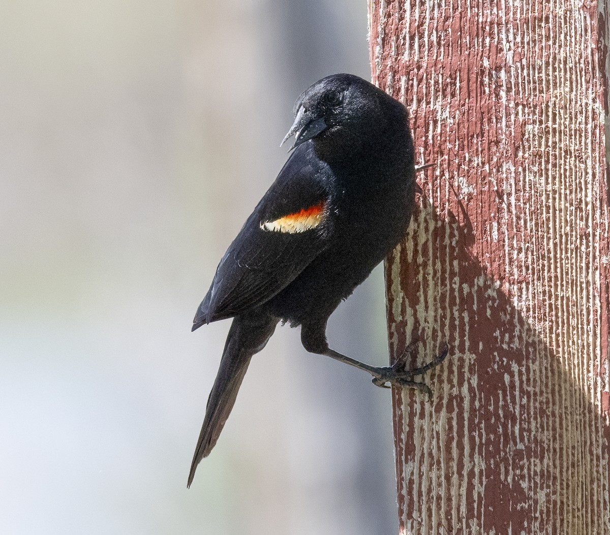 Red-winged Blackbird - Louisa Evers