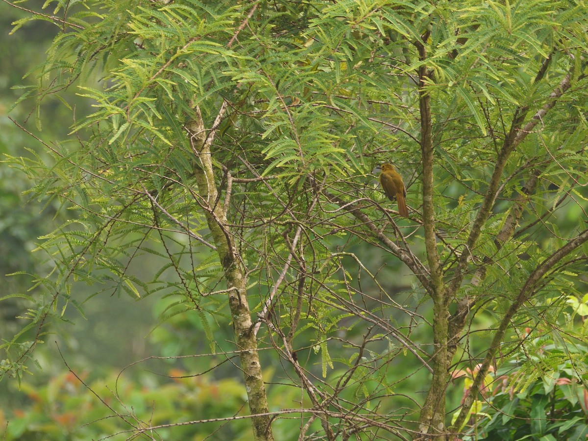 Yellow-browed Bulbul - Smitha Suresh