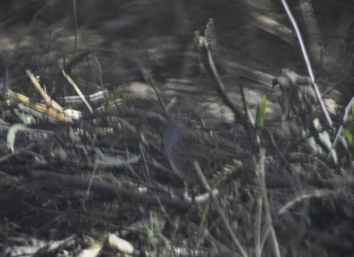 Spotted Quail-thrush - Roy Burgess