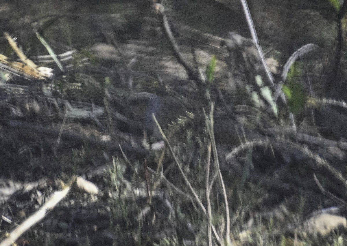 Spotted Quail-thrush - Roy Burgess