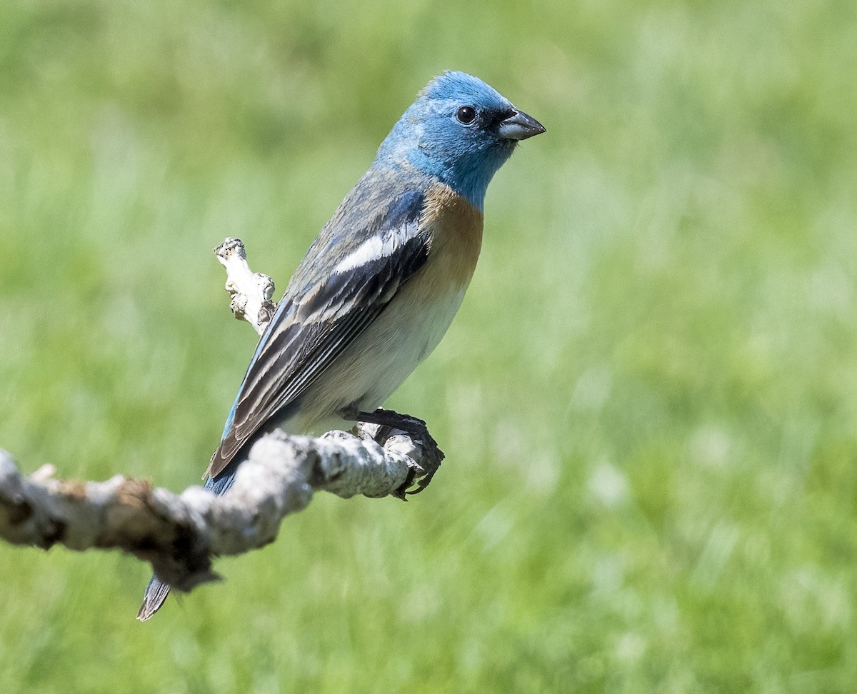 Lazuli Bunting - Louisa Evers