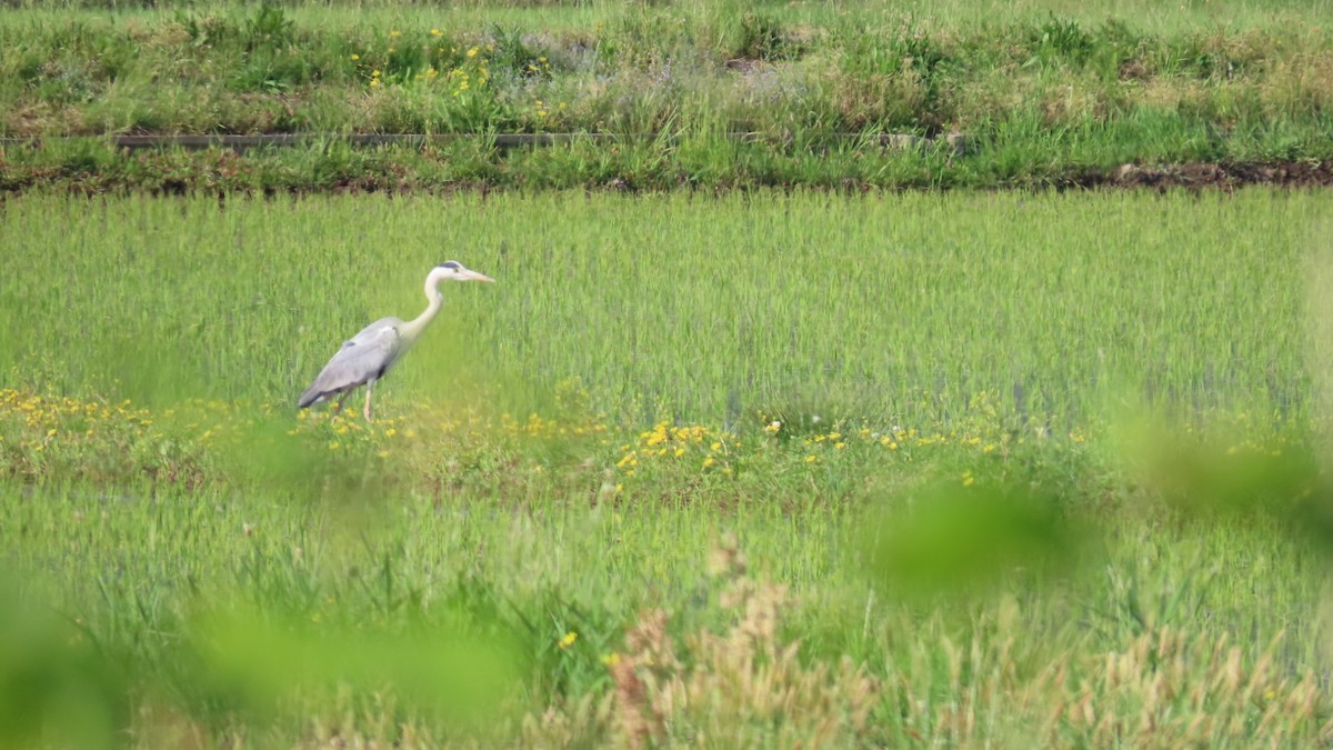 Gray Heron - YUKIKO ISHIKAWA