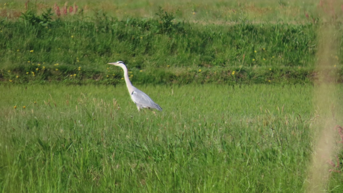 Gray Heron - YUKIKO ISHIKAWA