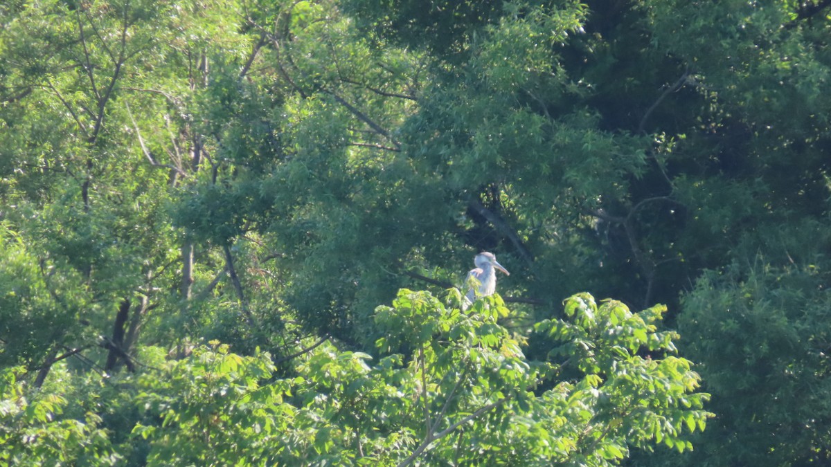 Gray Heron - YUKIKO ISHIKAWA