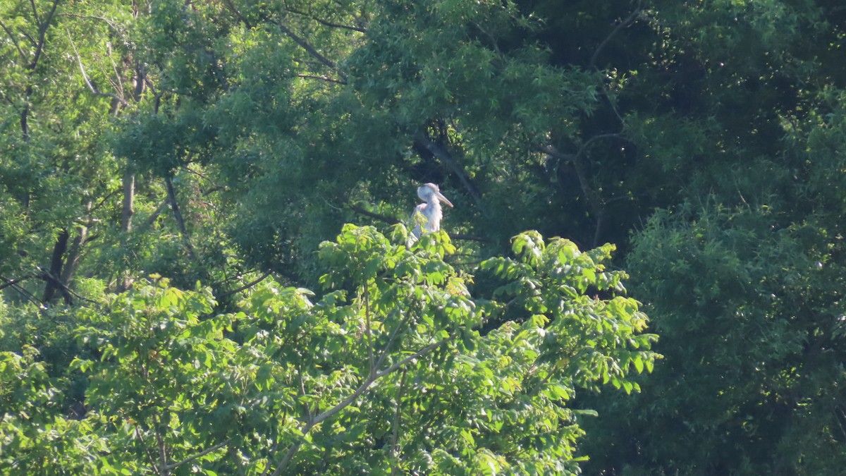 Gray Heron - YUKIKO ISHIKAWA