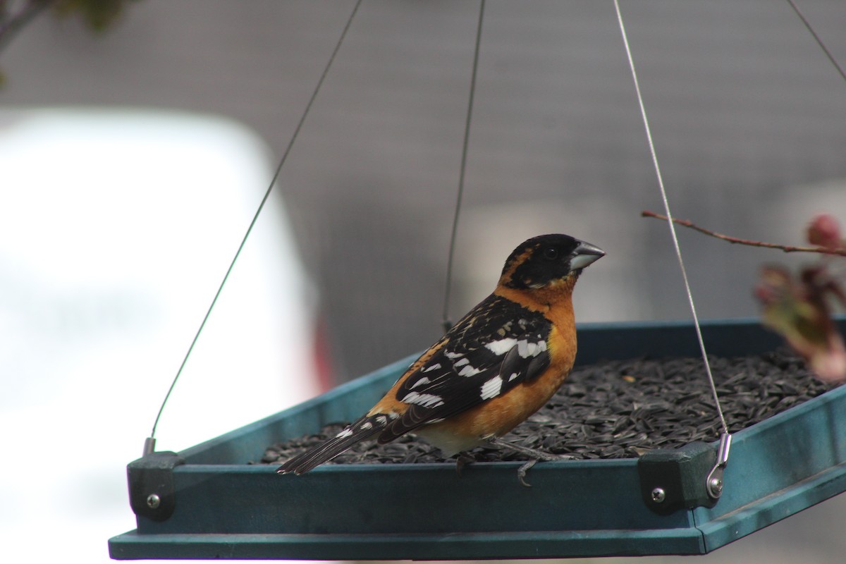 Black-headed Grosbeak - Phyllis Kegley