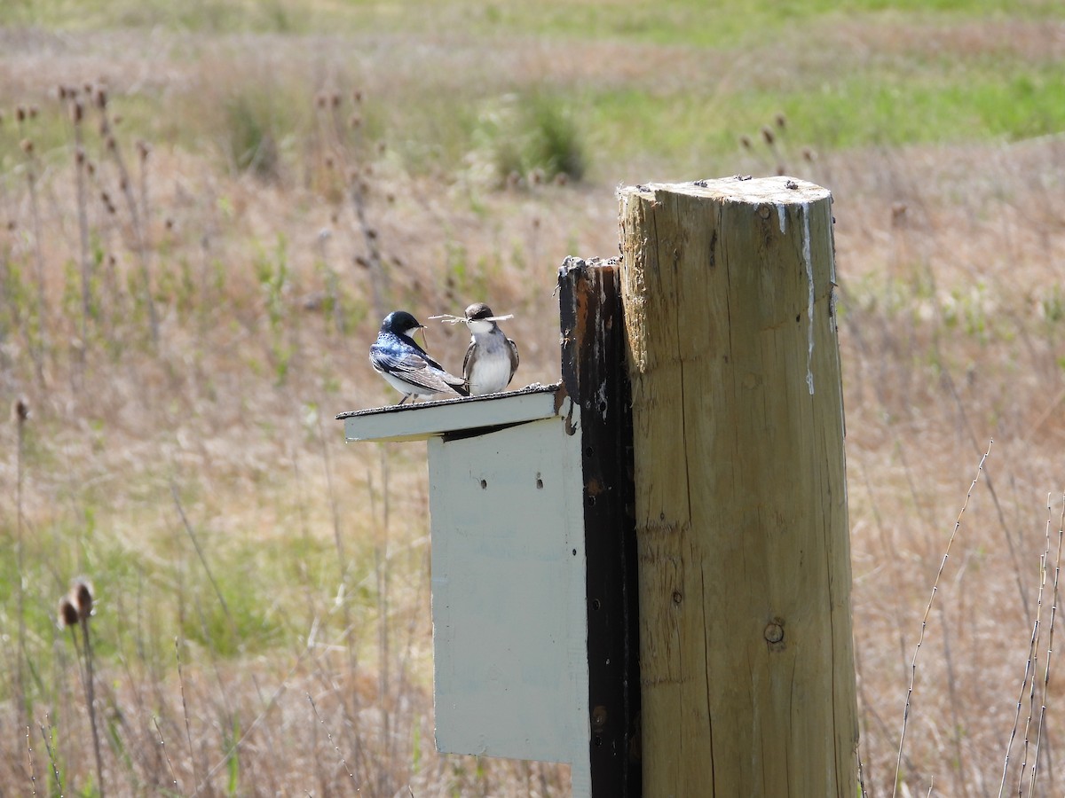 Tree Swallow - Troy Johnson