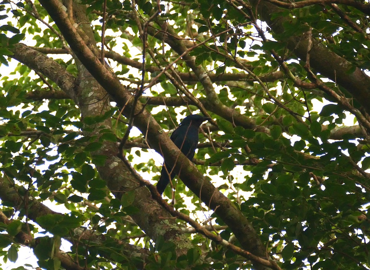 Asian Fairy-bluebird - Smitha Suresh