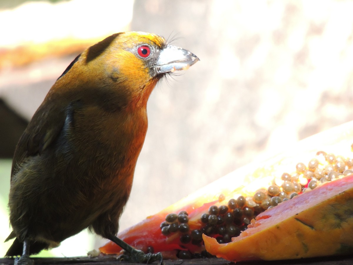 Prong-billed Barbet - Roger Lambert