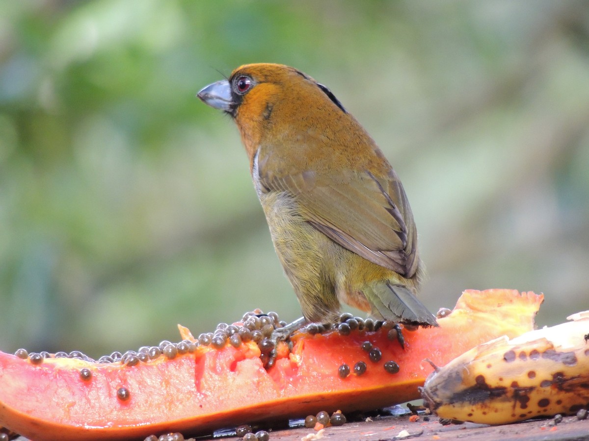 Prong-billed Barbet - Roger Lambert