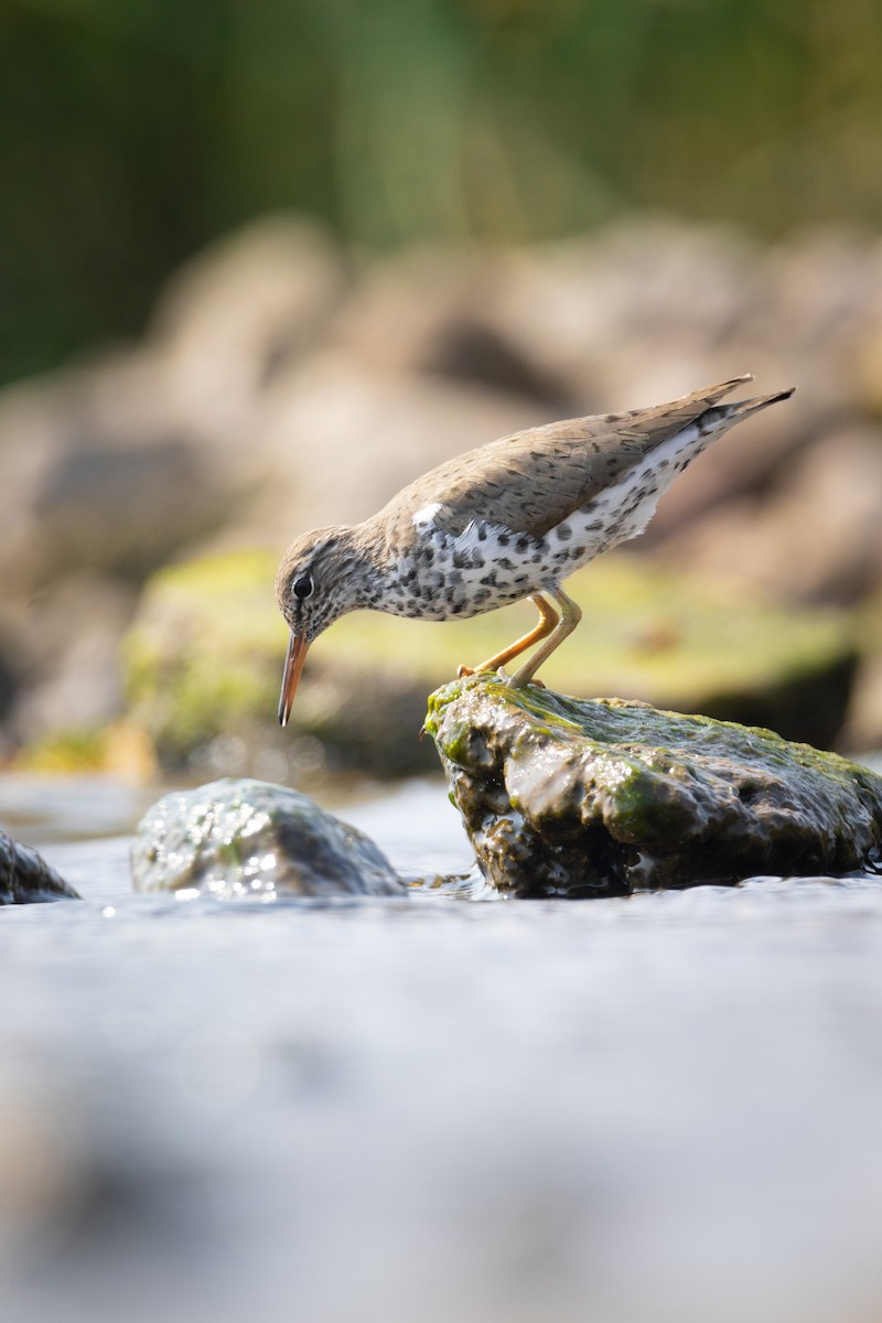 Spotted Sandpiper - Derick Estuardo Rosales Cortez