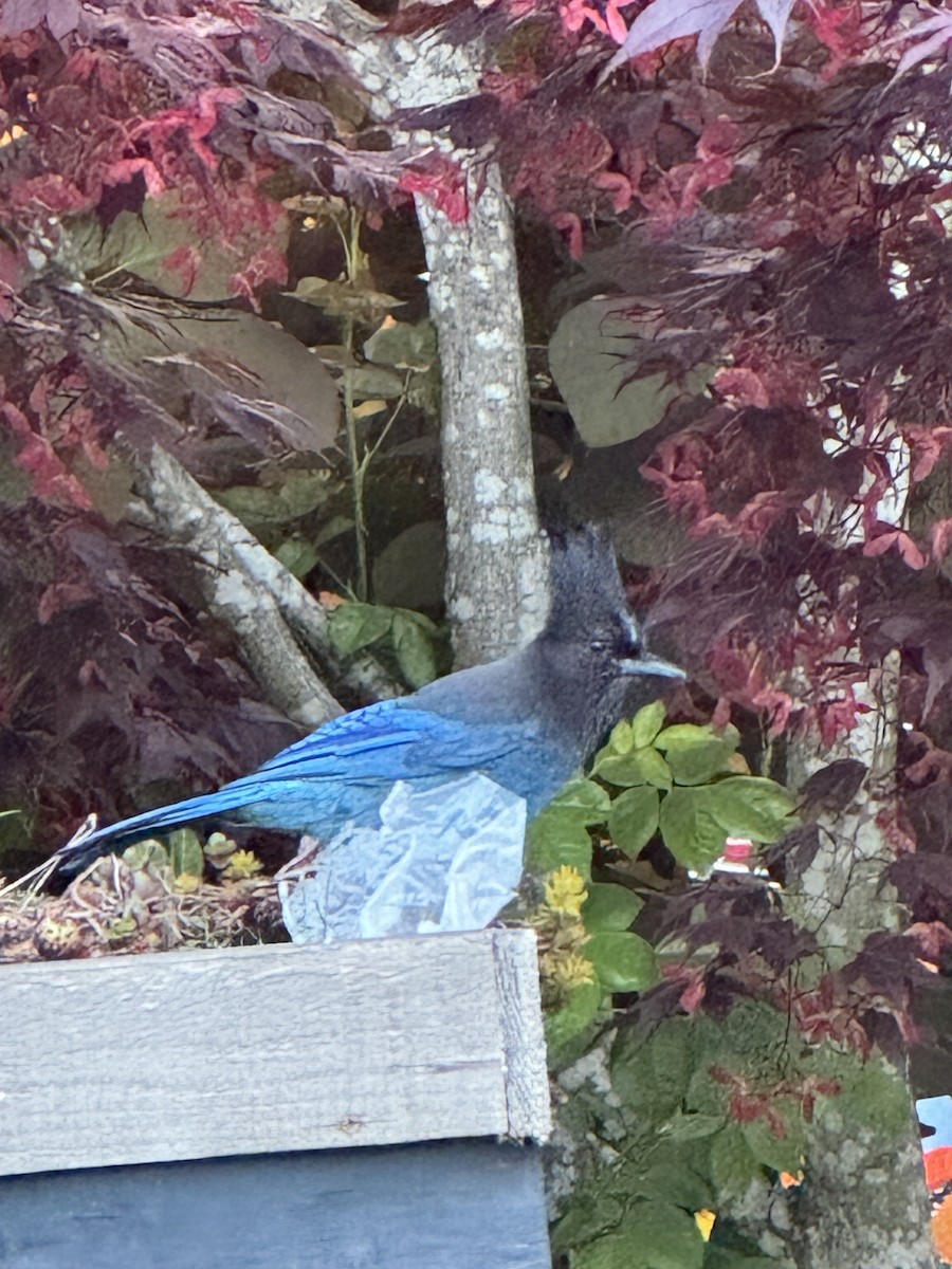 Steller's Jay - Andrew Eller