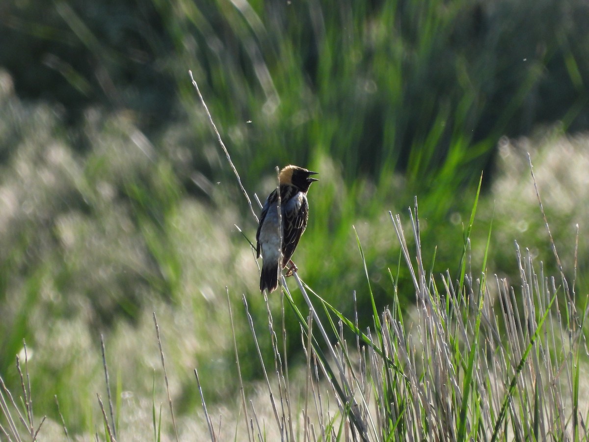 Bobolink - Troy Johnson