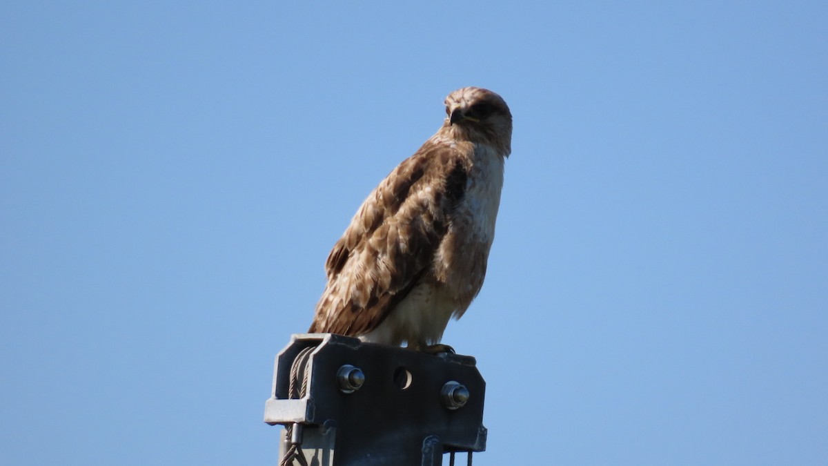 Eastern Buzzard - YUKIKO ISHIKAWA