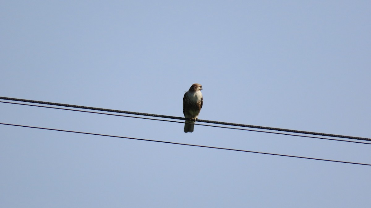 Eastern Buzzard - YUKIKO ISHIKAWA