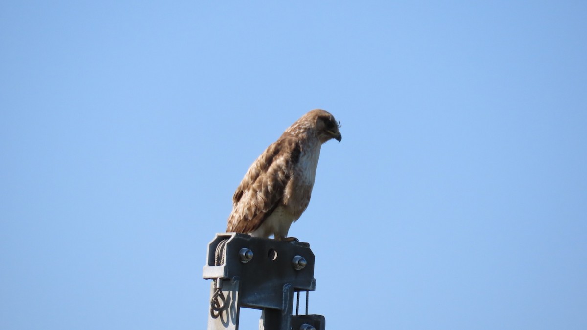 Eastern Buzzard - YUKIKO ISHIKAWA