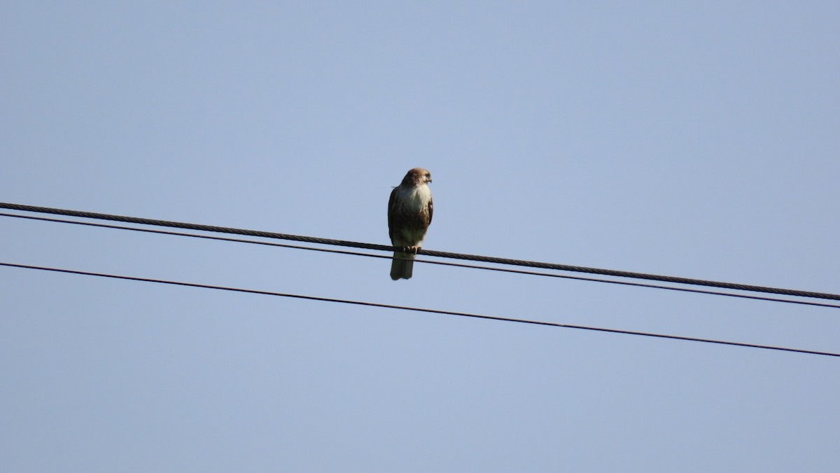 Eastern Buzzard - YUKIKO ISHIKAWA