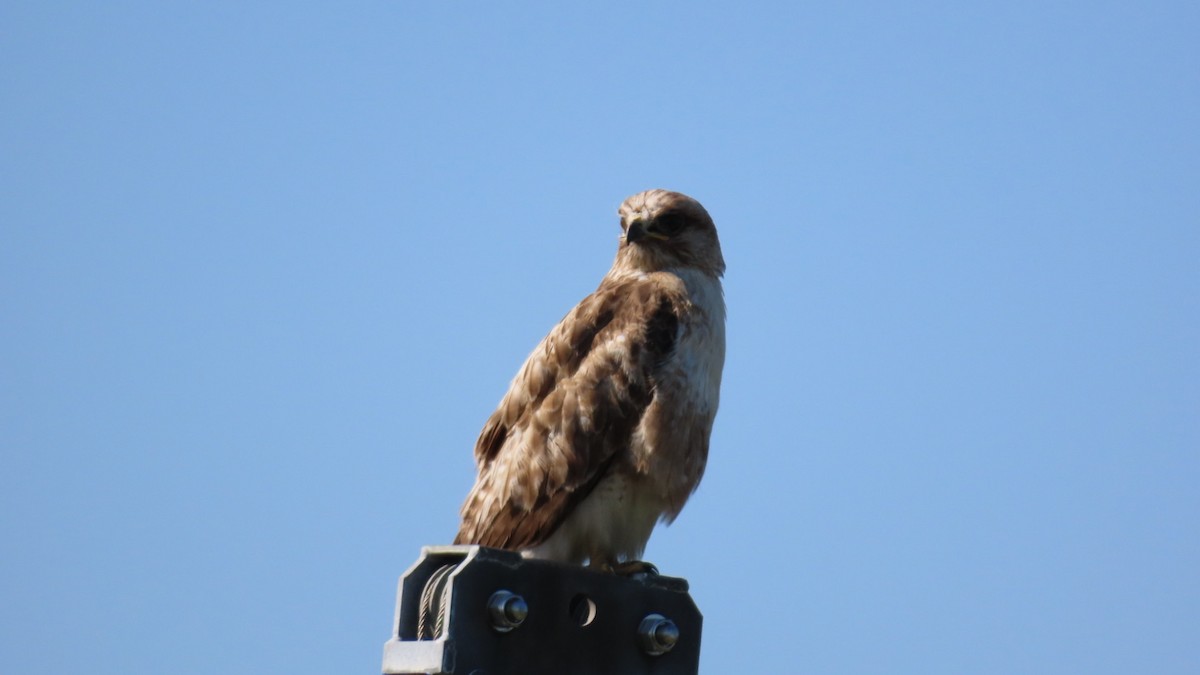 Eastern Buzzard - YUKIKO ISHIKAWA