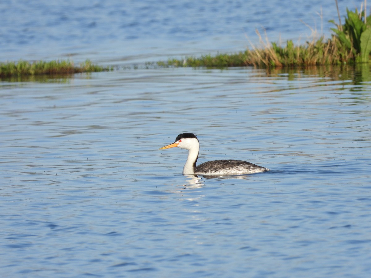 Clark's Grebe - Troy Johnson