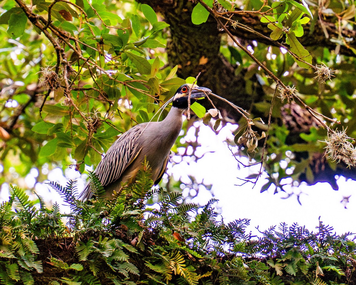 Yellow-crowned Night Heron - Vimal Konduri