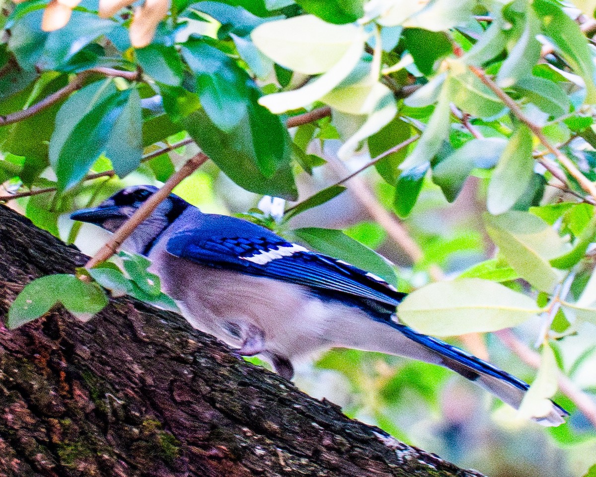 Blue Jay - Vimal Konduri