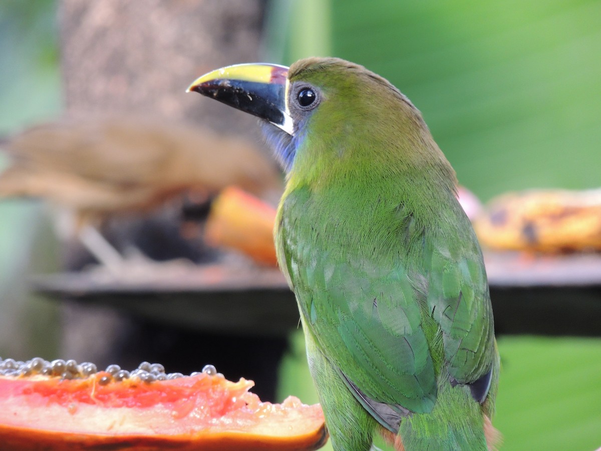 Northern Emerald-Toucanet - Roger Lambert