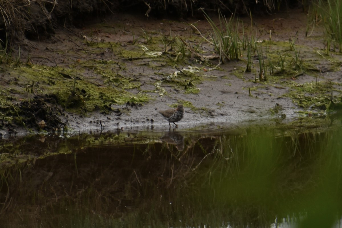 Spotted Sandpiper - Ann Robben Dott