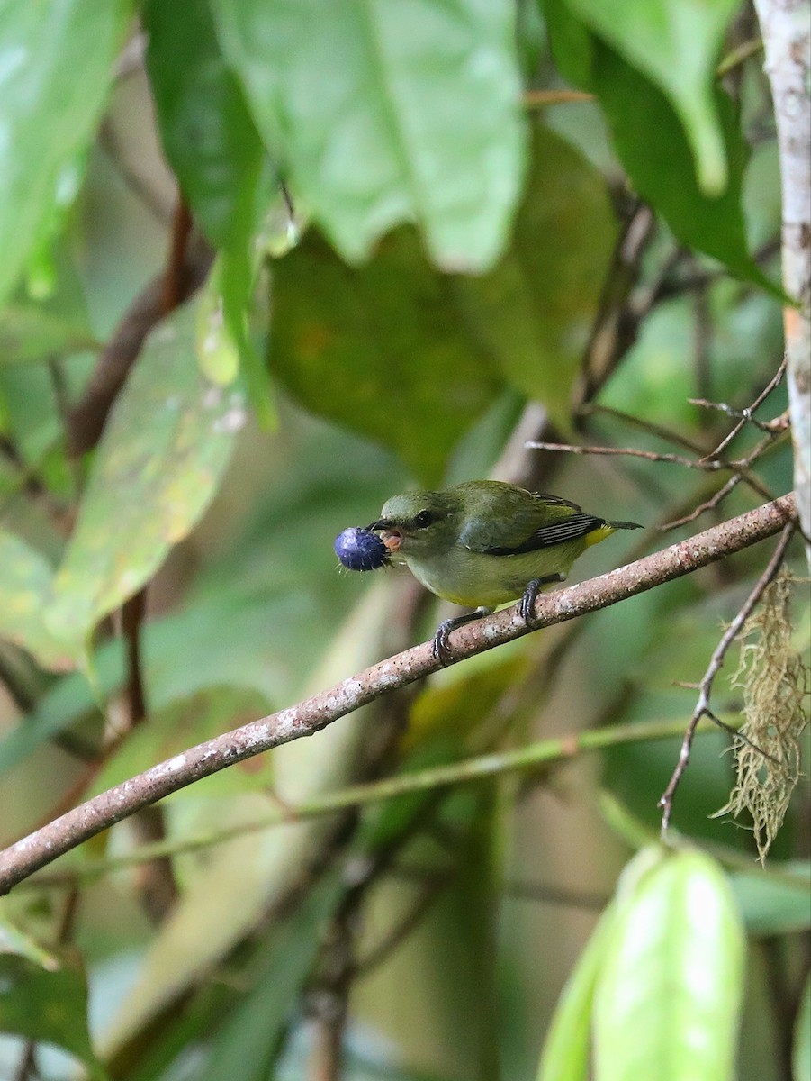 Orange-bellied Flowerpecker - ML619474527