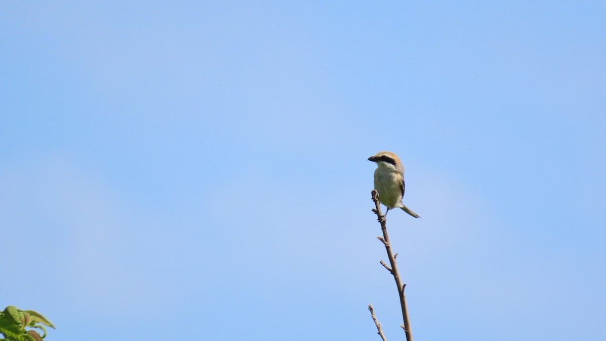 Bull-headed Shrike - YUKIKO ISHIKAWA