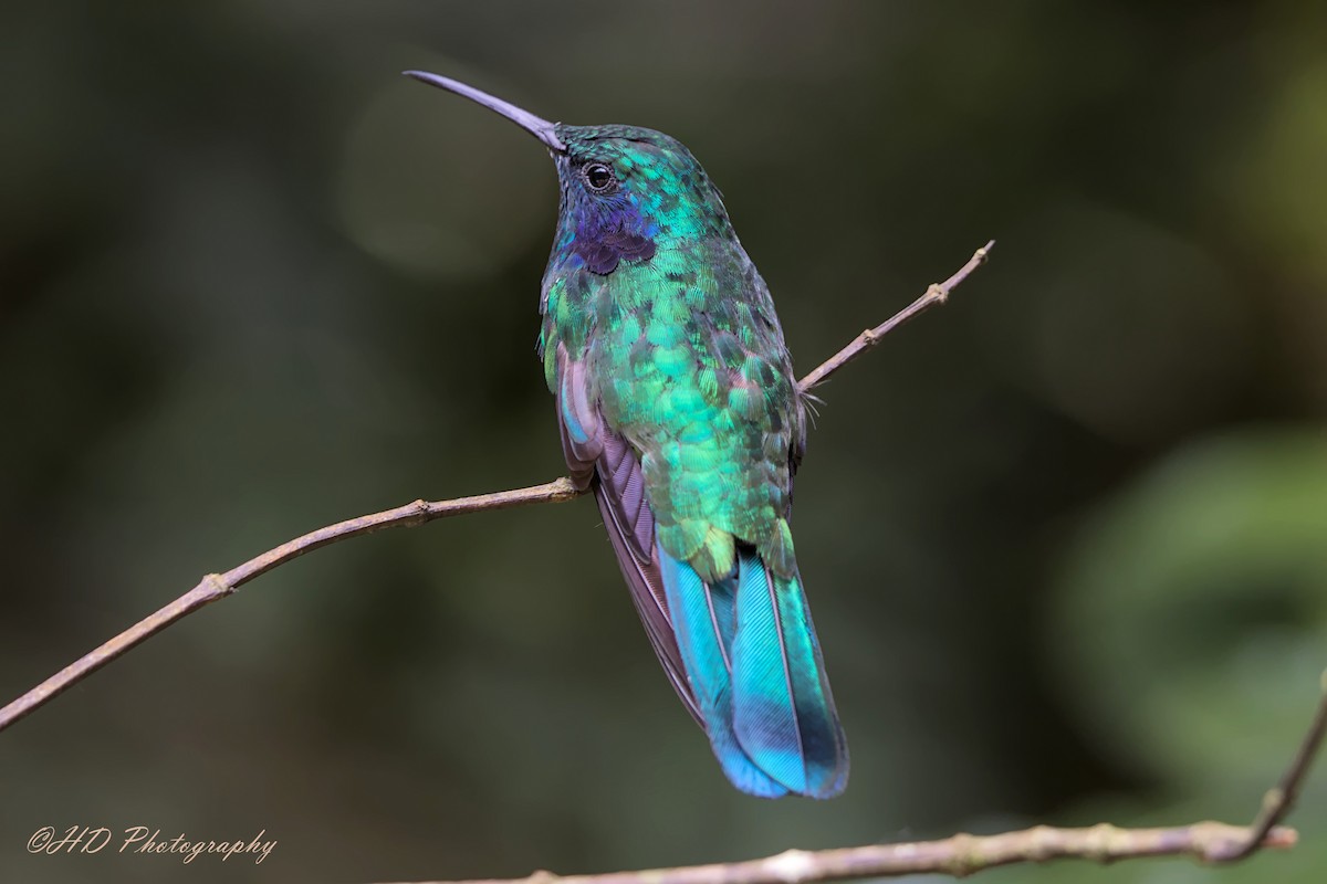 Lesser Violetear - Hugues Debeyser