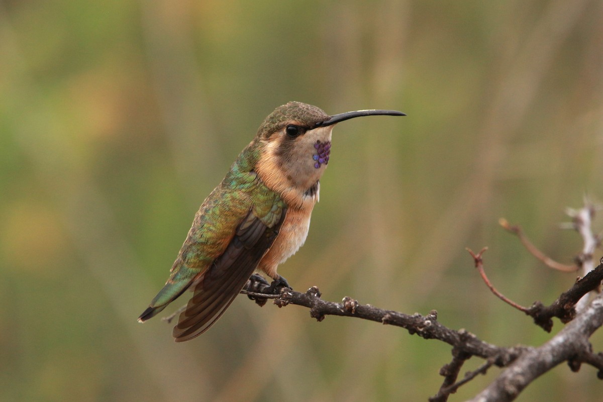 Lucifer Hummingbird - Jesse Pline