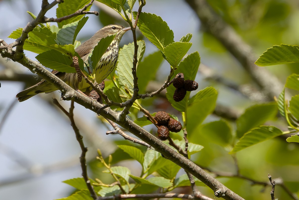 Northern Waterthrush - ML619474541