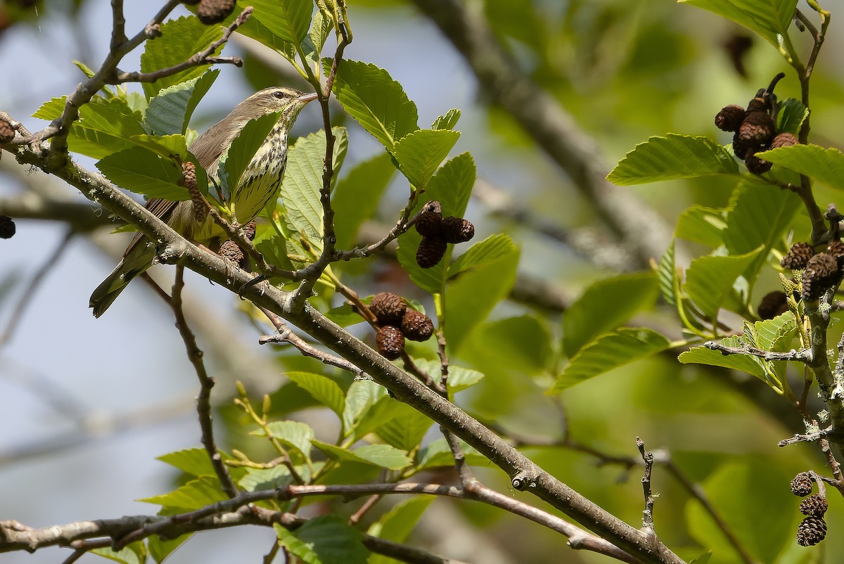 Northern Waterthrush - ML619474544